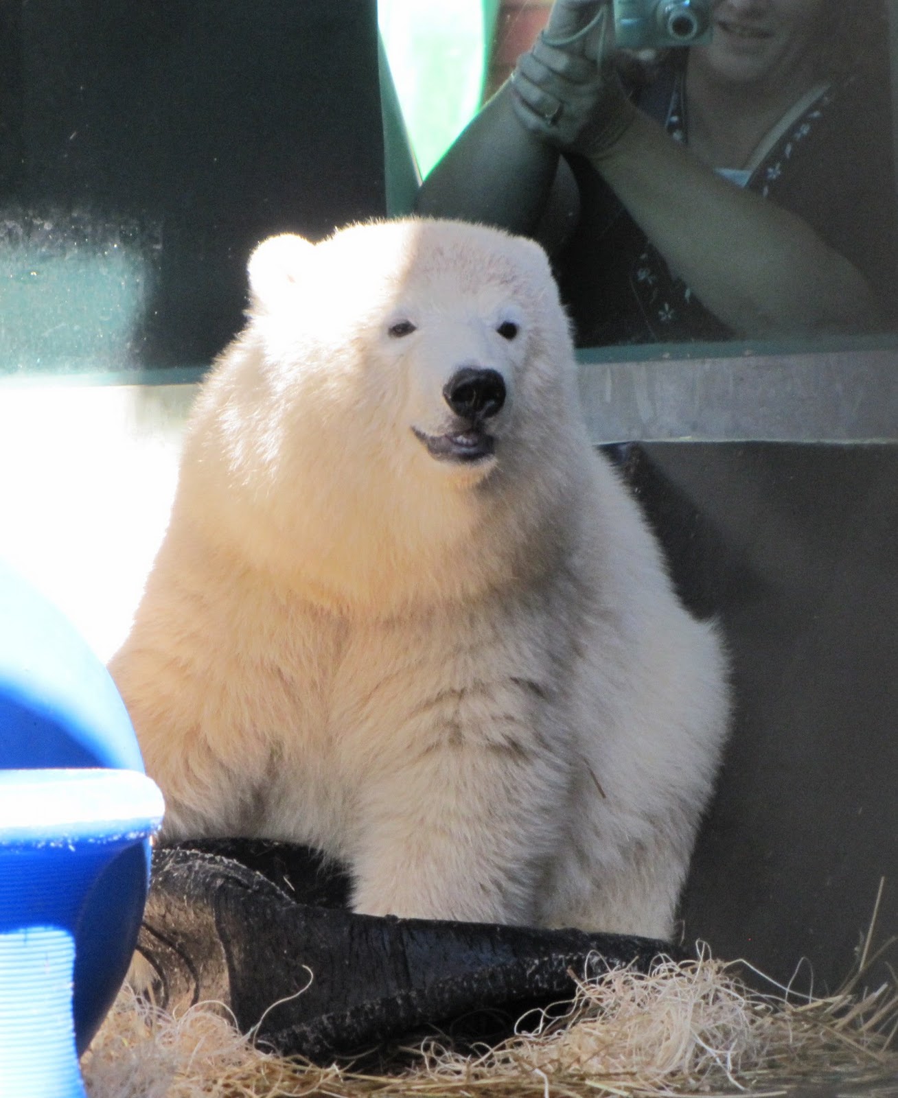 My Polar Bear Friends and Friends of Polar Bears Qannik arrives at the