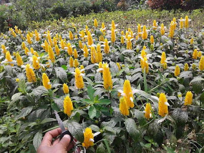 Jasa Tukang Taman Surabaya - Tanaman hias bunga kuning