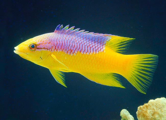 ELOPIDAE FISH Everything About Fish