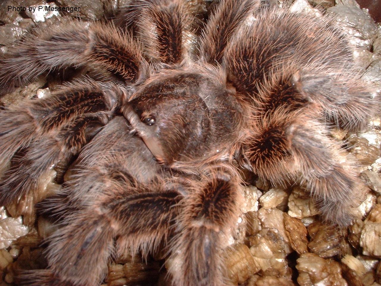 TARANTULAS: Alive And Up Close: Tarantulas as Pets