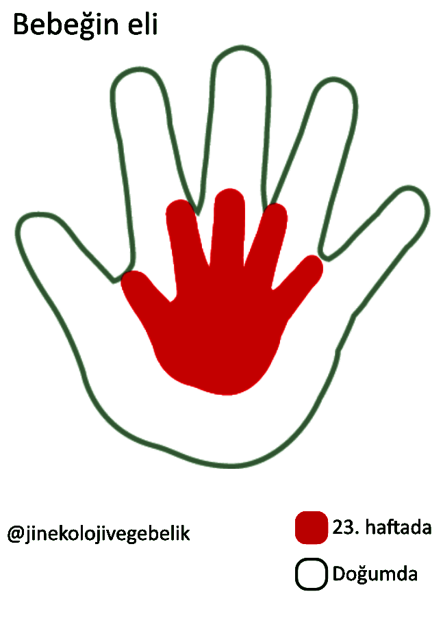 Gebelik Boyunca Hafta Hafta Bebegin Kilosu Ve Boyu