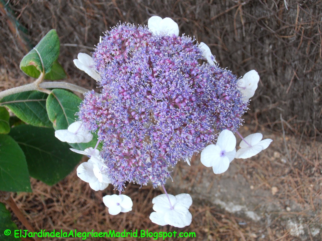 El jardín de la alegría : Poda de la Hortensia de terciopelo (Hydrangea ...