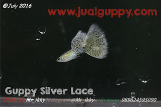 Jual Guppy Silver Lace,  Harga Guppy Silver Lace,  Toko Guppy Silver Lace,  Diskon Guppy Silver Lace,  Beli Guppy Silver Lace,  Review Guppy Silver Lace,  Promo Guppy Silver Lace,  Spesifikasi Guppy Silver Lace,  Guppy Silver Lace Murah,  Guppy Silver Lace Asli,  Guppy Silver Lace Original,  Guppy Silver Lace Jakarta,  Jenis Guppy Silver Lace,  Budidaya Guppy Silver Lace,  Peternak Guppy Silver Lace,  Cara Merawat Guppy Silver Lace,  Tips Merawat Guppy Silver Lace,  Bagaimana cara merawat Guppy Silver Lace,  Bagaimana mengobati Guppy Silver Lace,  Ciri-Ciri Hamil Guppy Silver Lace,  Kandang Guppy Silver Lace,  Ternak Guppy Silver Lace,  Makanan Guppy Silver Lace,  Guppy Silver Lace Termahal,  Adopsi Guppy Silver Lace,  Jual Cepat Guppy Silver Lace,  Kreatif Guppy Silver Lace,  Desain Guppy Silver Lace,  Order Guppy Silver Lace,  Kado Guppy Silver Lace,  Cara Buat Guppy Silver Lace,  Pesan Guppy Silver Lace,  Wisuda Guppy Silver Lace,  Ultah Guppy Silver Lace,  Nikah Guppy Silver Lace,  Wedding Guppy Silver Lace,  Flanel Guppy Silver Lace,  Special Guppy Silver Lace,  Suprise Guppy Silver Lace,  Anniversary Guppy Silver Lace,  Moment Guppy Silver Lace,  Istimewa  Guppy Silver Lace,  Kasih Sayang  Guppy Silver Lace,  Valentine  Guppy Silver Lace,  Tersayang Guppy Silver Lace,  Unik Guppy Silver Lace, 