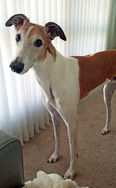 image of Dudley in the same position, but with his head tilted to the side and his ears sticking up