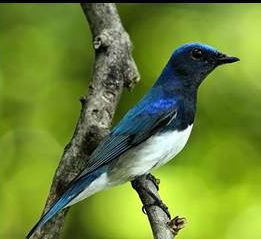 Burung Sulingan Atau Tledekan Atau Sikatan Burung Mania