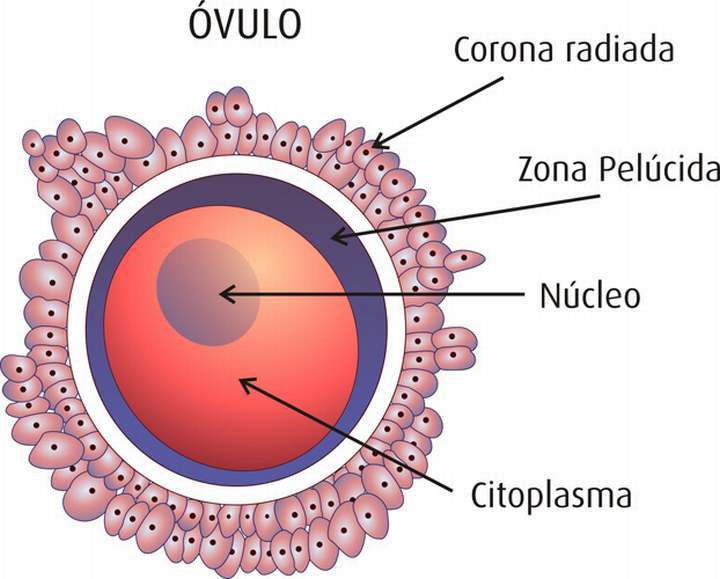 Celula Reproductora Femenina