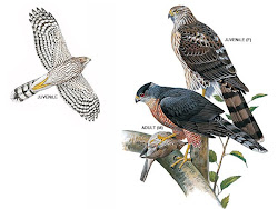 hawk coopers visitor yard