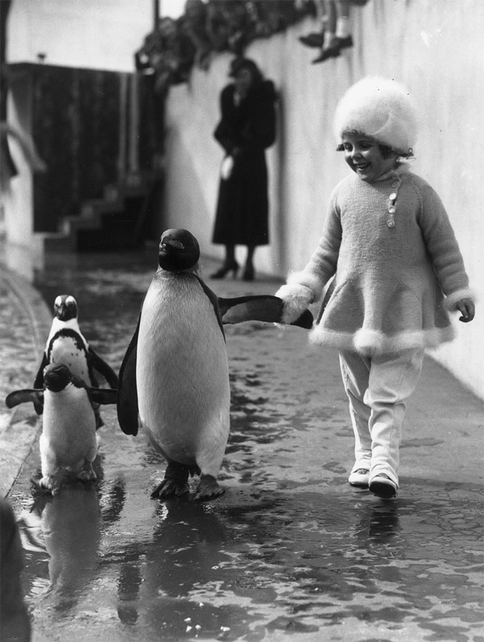 60 Inspiring Historic Pictures That Will Make You Laugh And Cry - A Little Girl Holds A Penguin's Flipper As They Walk Together Around The London Zoo, 1937