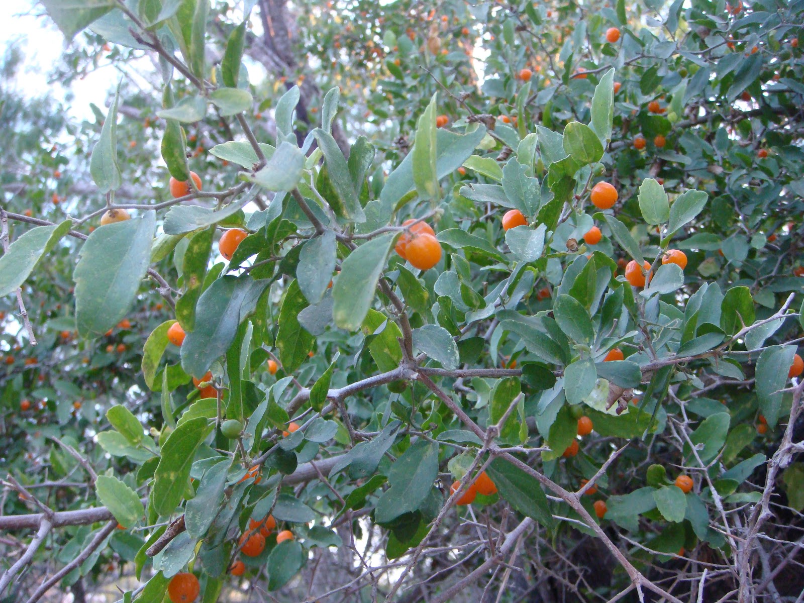 Woods Roamer Granjeno The Desert Hackberry