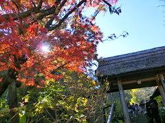 東慶寺の紅葉・黄葉