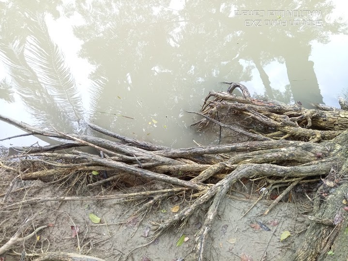  Primo S6 review Camera Sample