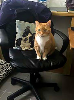Amy the cat sitting on office chair