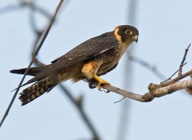 Download Mp3 Kicau Burung Alap Alap Untuk Masteran Gemar Ternak