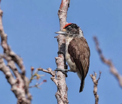 White bellied Piculet