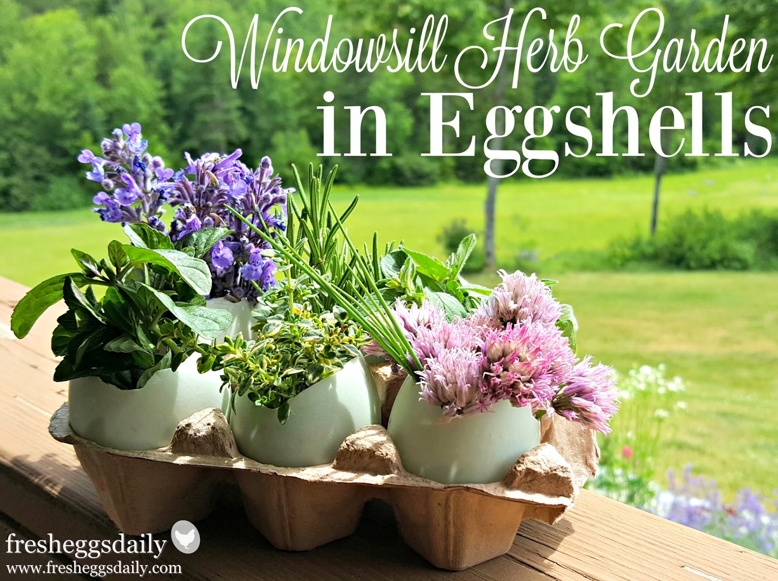 Easy Windowsill Herb Garden in Eggshells  Fresh Eggs Daily\u00ae