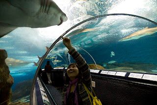 10 Aquarium Paling Besar di Dunia