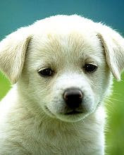Bijeli psić životinje download besplatne slike pozadine za mobitele