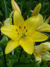 Yellow asiatic lily lilium by garden muses-not another Toronto gardening blog