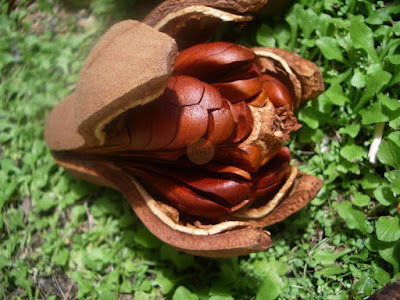 13 Manfaat Mahoni untuk Kesehatan dan Kecantikan Manfaat Mahoni untuk Kesehatan dan Kecantikan 13 Manfaat Mahoni untuk Kesehatan dan Kecantikan