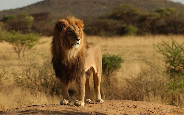 Photot of a lion in the field wallpaper