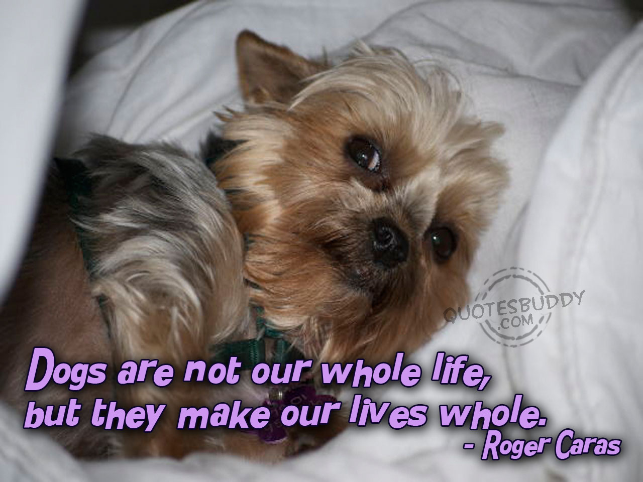 Funny Wallpapers Dog Quotes Dog Quote Famous Dog Quotes