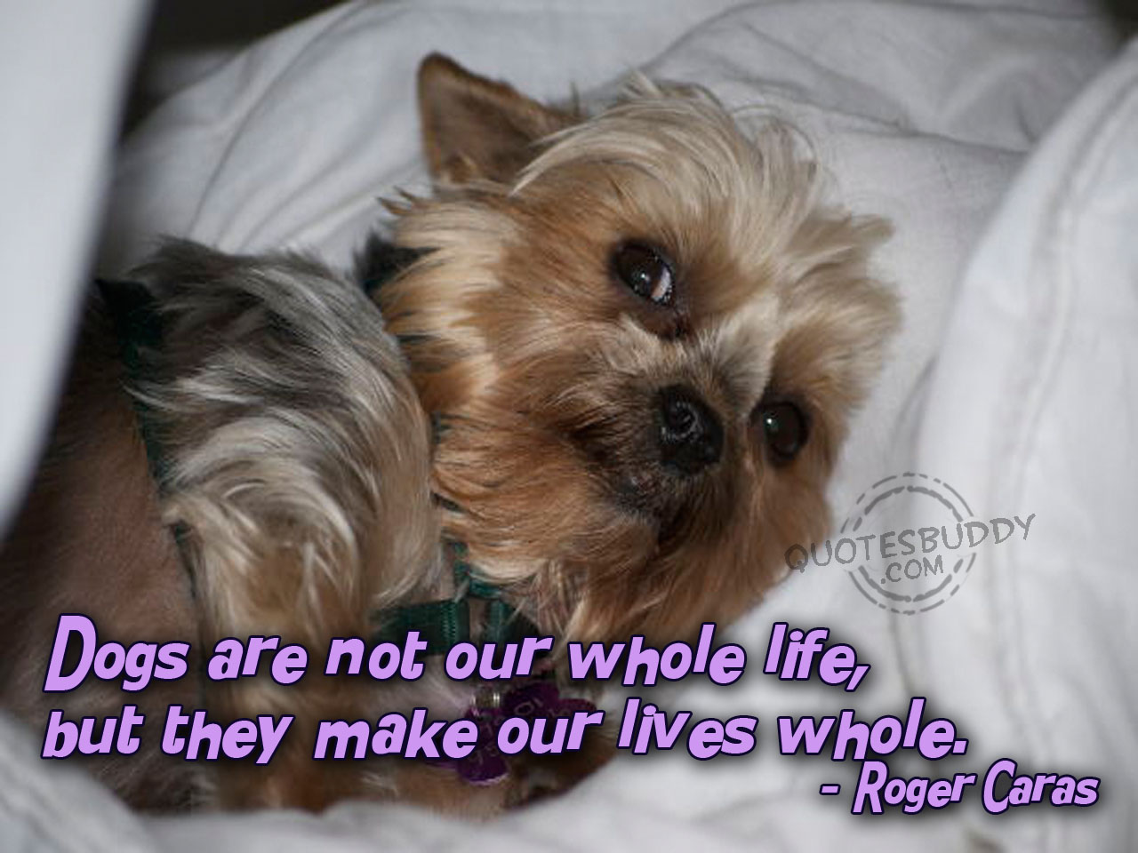 dog quotes 7