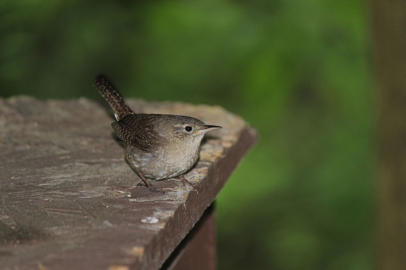 Little Mama Bird