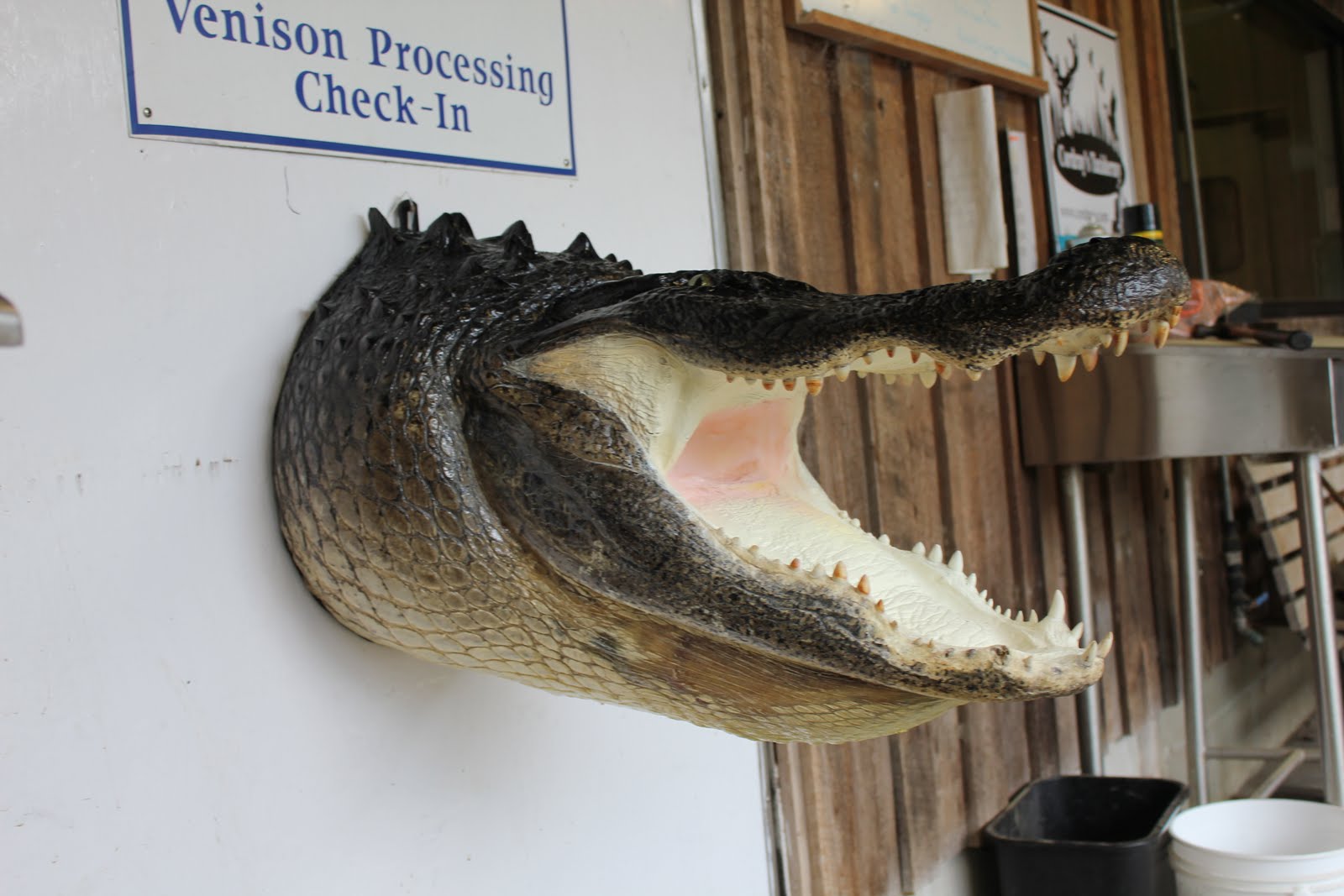 Cordray's Cordray's Taxidermy does alligator wall mounts.