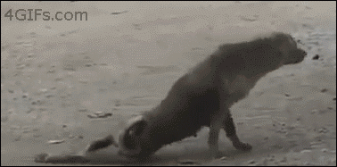 Tópico para postar Gifs Tumblr_mjkz73TnJs1qdlh1io1_400