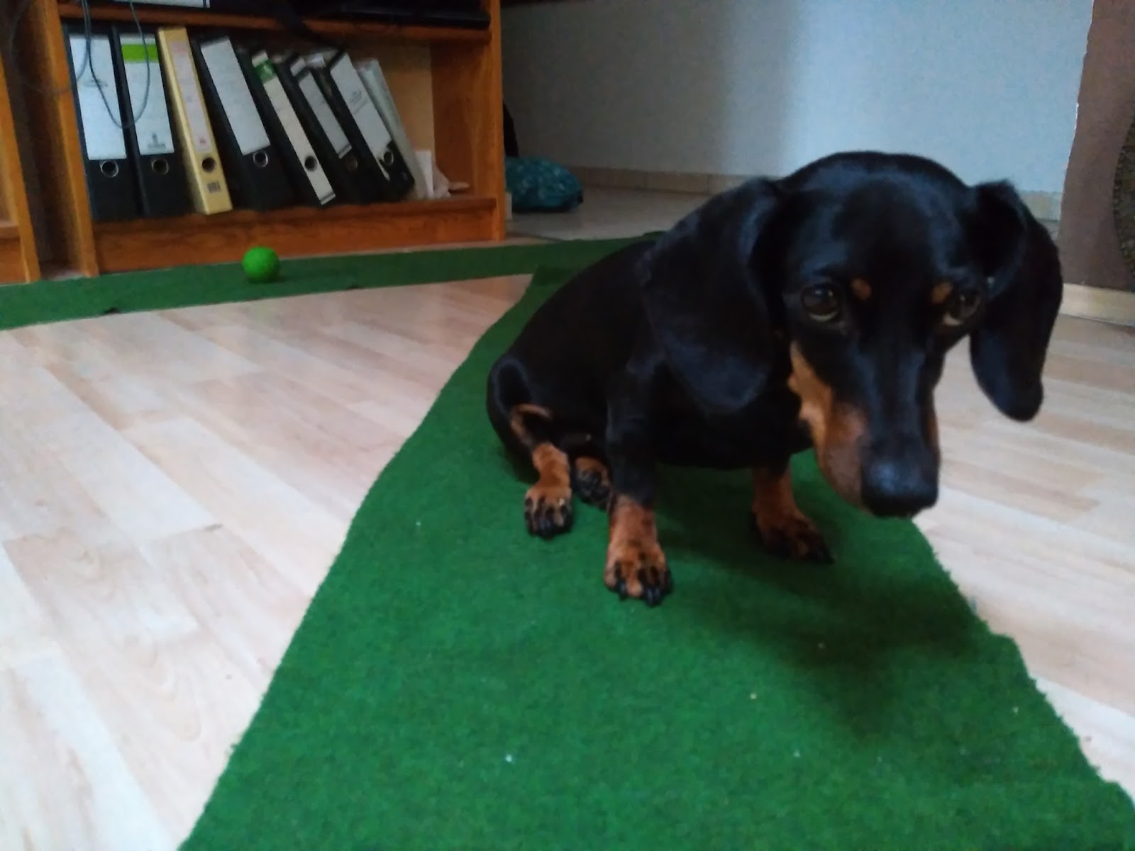 Danke Dass Du Bei Mir Bist Ein Brief An Meinen Hund Krumme Beine