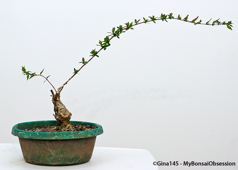 My Bonsai Obsession A Neglected Abelia Bonsai