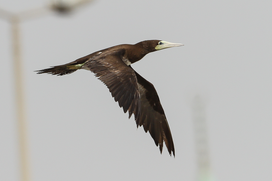 Brown Booby Sula leucogaster 