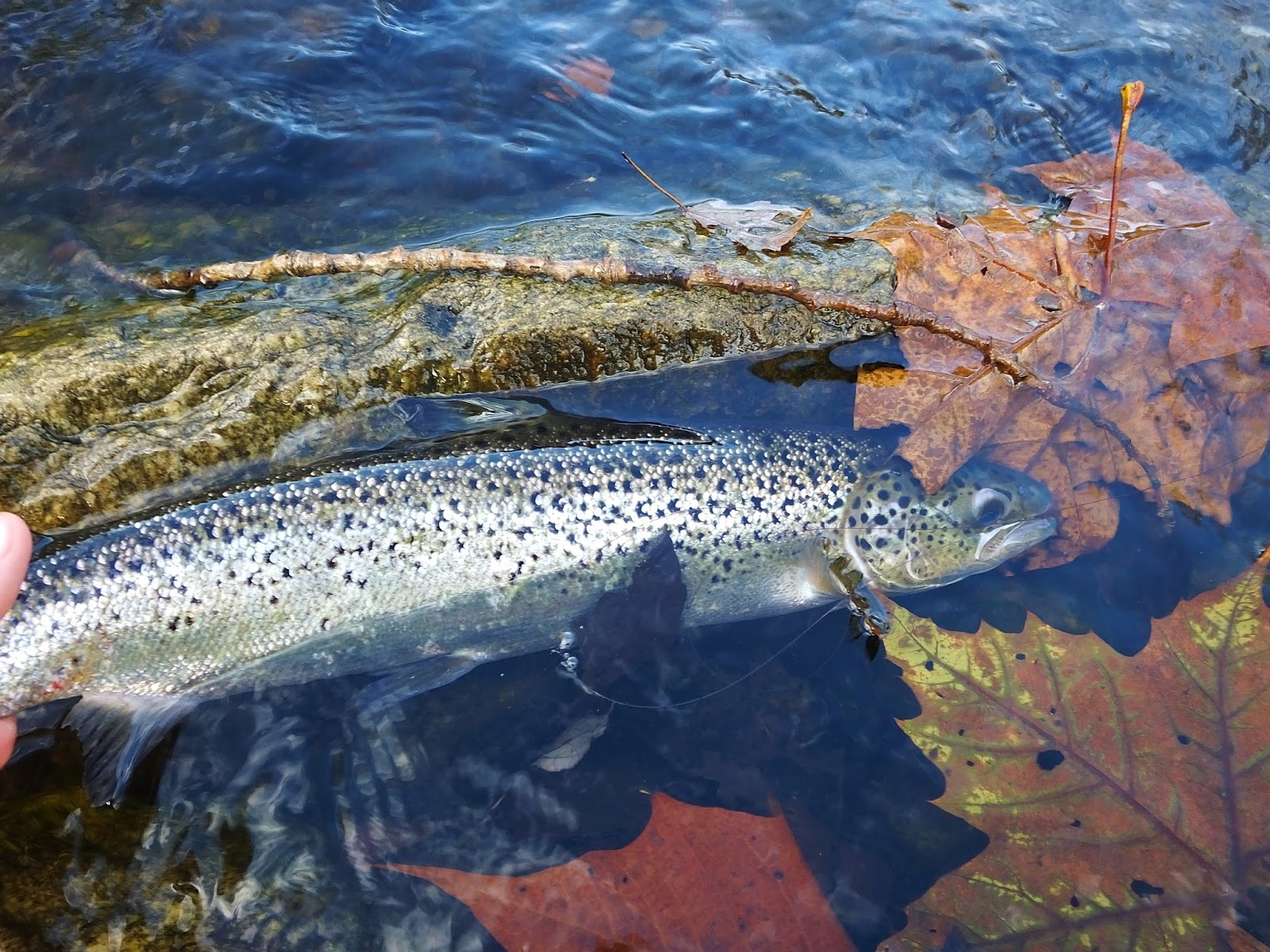 Connecticut Fly Angler Broodstock Salmon with Ben B.