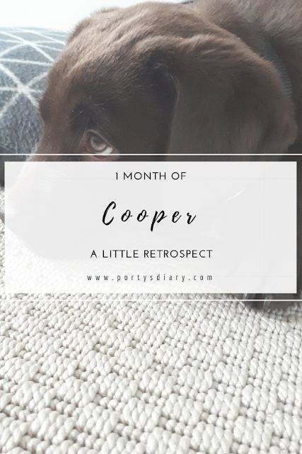 One month of Cooper: a little retrospect on having a Labrador Retriever puppy. 