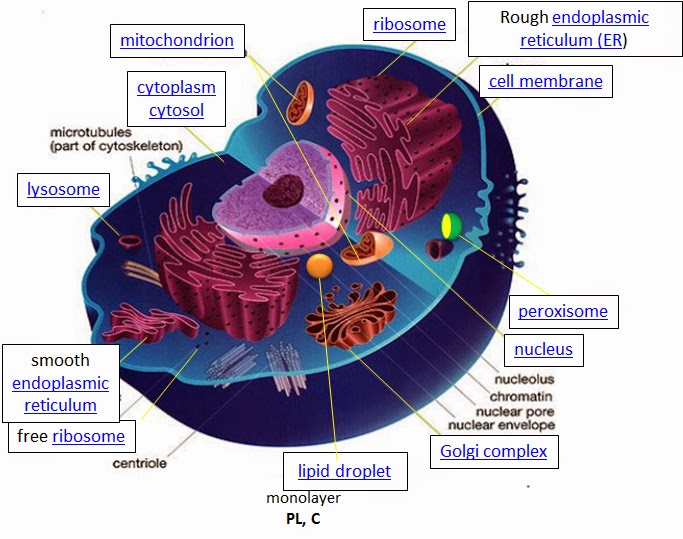 Myles of Science: October 2014