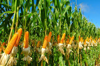 budidaya-jagung-aktifis-pertanian-organik
