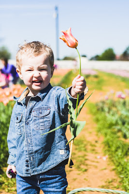 Tulip Farm