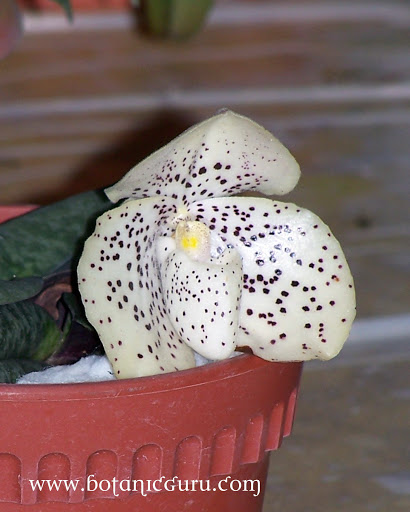 Paphiopedilum bellatulum