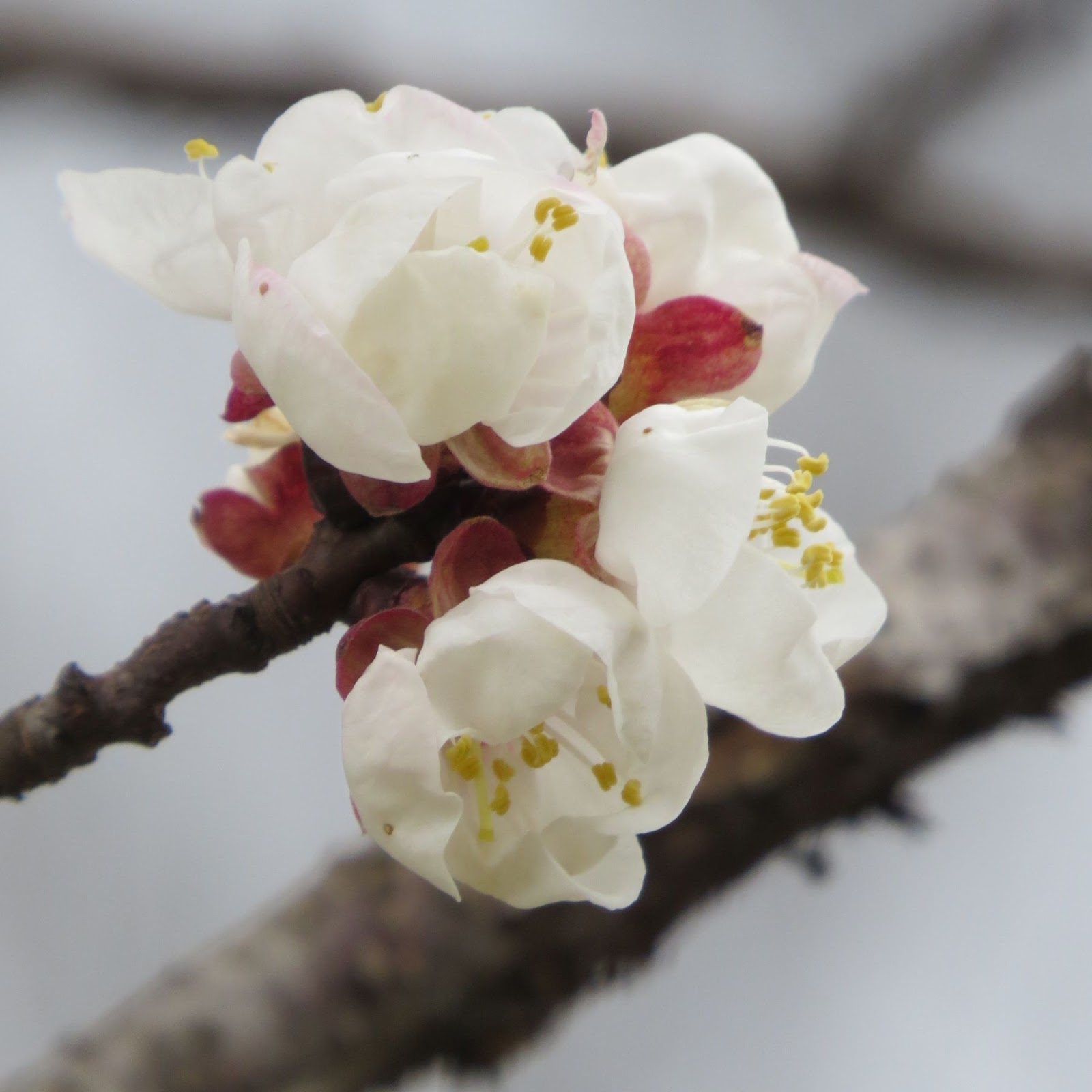 mygardenasylum Apricots in bloom