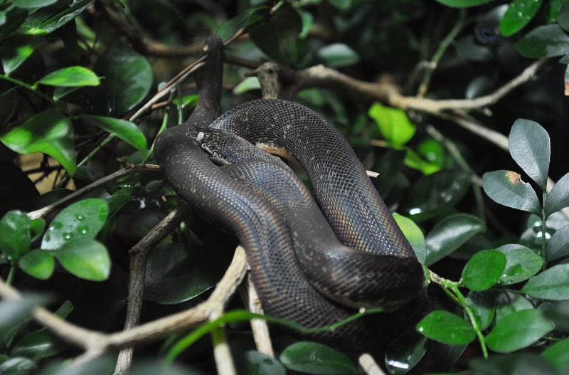 ZOOTOGRAFIANDO (6.100 ANIMALS): PITÓN DE SAVU / SAVU PYTHON (Liasis ...