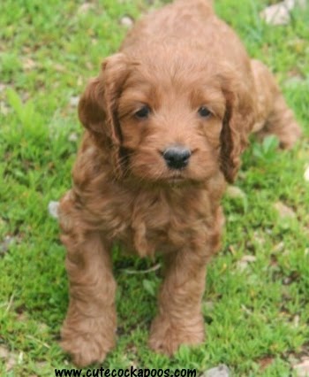 Cute Cockapoos: Progression of a Cockapoo Puppy, Week by Week Photos
