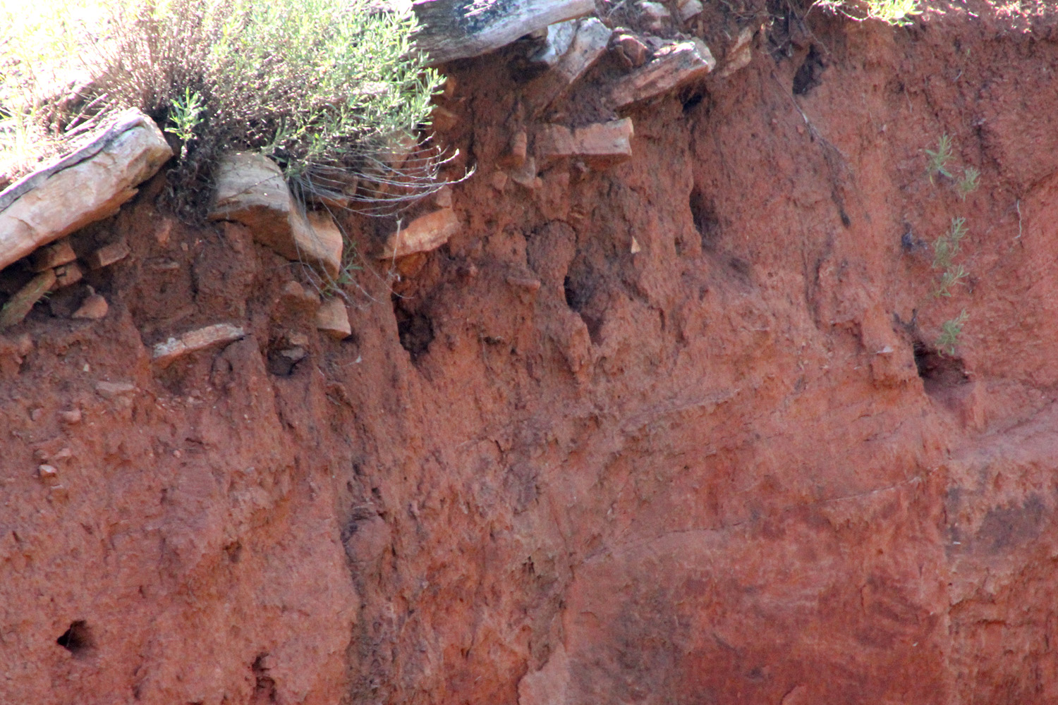 Log of Ibi Crowder Lake