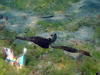 Tough as they come these pipefish