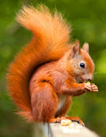 Red%2Bsquirrel.jpg