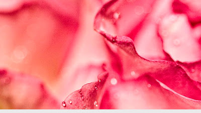 Paletas De Colores Con Photopea + Plantillas