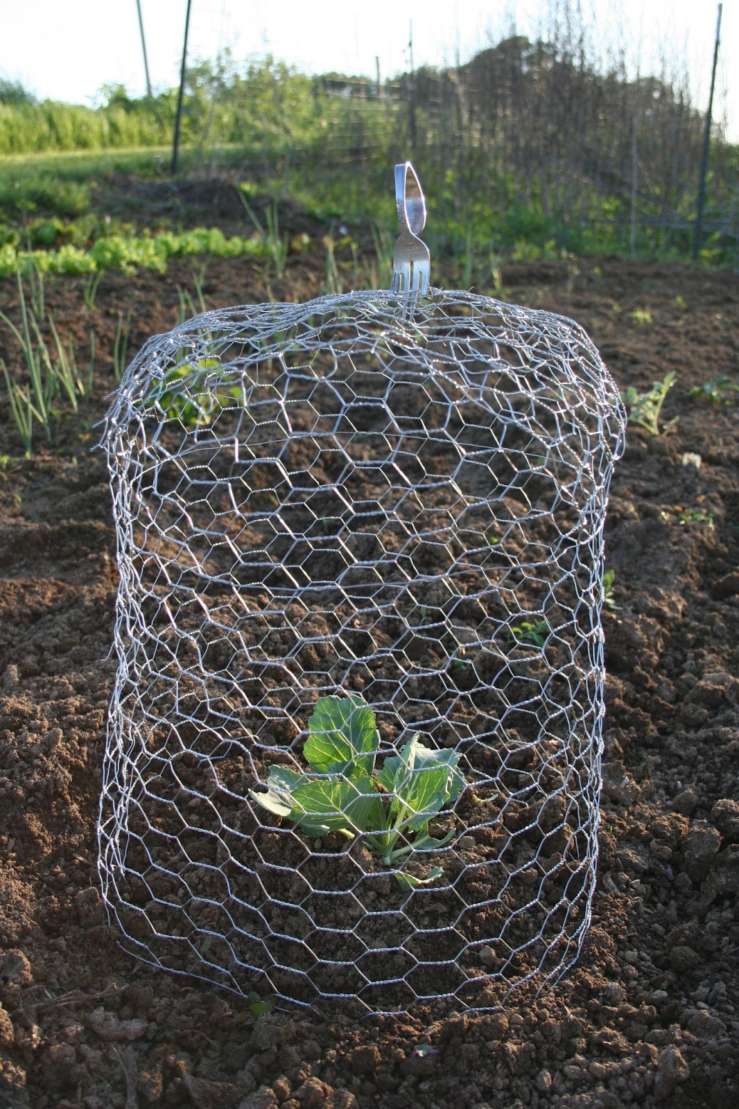 Chicken Scratch Poultry Chicken Wire Cloches