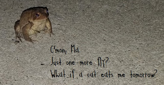 One More Fly, pleads the toad toad