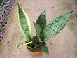 Sansevieria