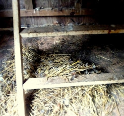 coop natural cleaning way mites smelling parasites clean fresh keep