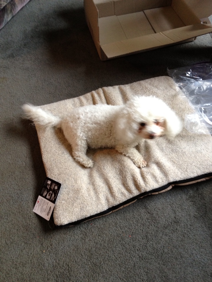 bichonpawz Wash N Zip Pet Bed Review!